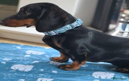 Dachshund dogs for sale: Ruby  - Image 11