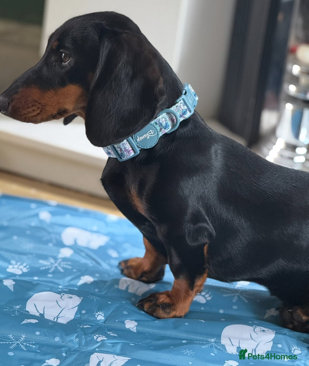 Dachshund dogs for sale: Ruby  - Image 11