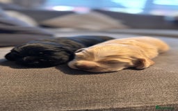 Cocker Spaniel dogs for sale: 1 female cocker spaniel for sale  - Image 2