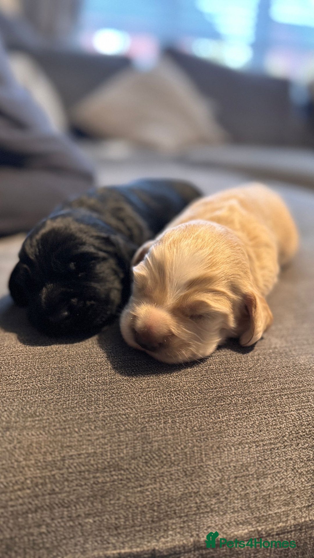 Cocker Spaniel dogs for sale: 1 female cocker spaniel for sale  - Image 2