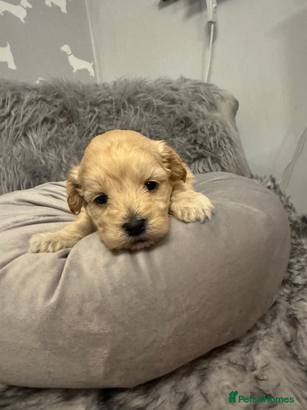 Maltipoo dogs for sale: Teddy bear maltipoo puppies  - Advert 6