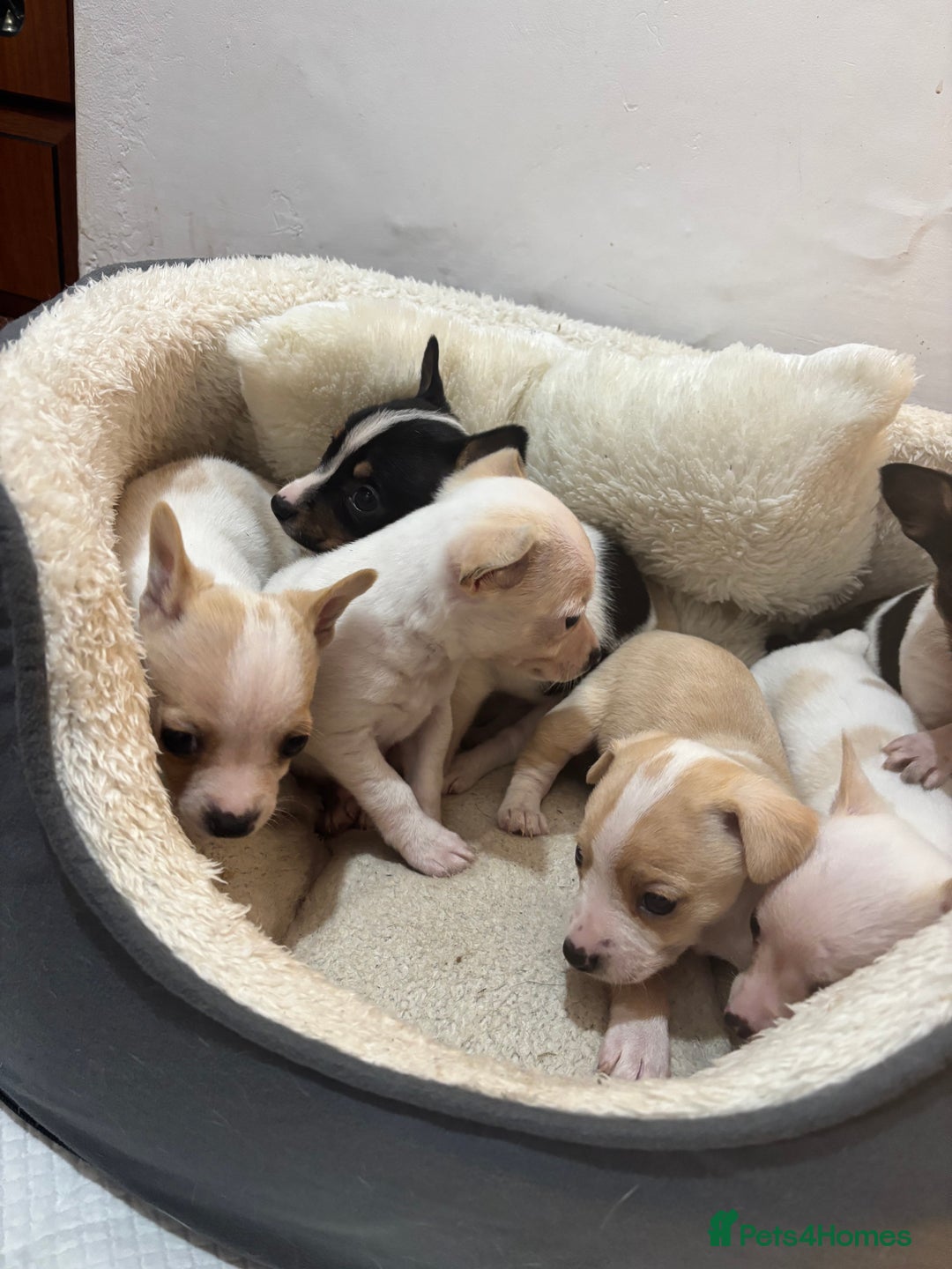 Mixed Breed dogs for sale: Adorable Jack Russel x Chihuahua puppies  - Advert 15