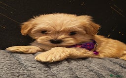 Maltipoo dogs for sale: Miniature Maltipoo Ready to Go - Image 20