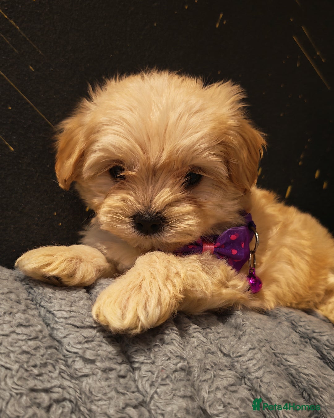 Maltipoo dogs for sale: Miniature Maltipoo Ready to Go - Image 20