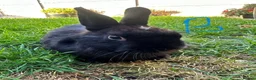 Netherland Dwarf rabbits for sale: Netherland Dwarf rabbits for sale  - Advert 15