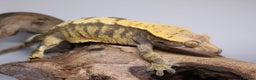 Gecko reptiles for sale: Male and female crested geckos  - Advert 20