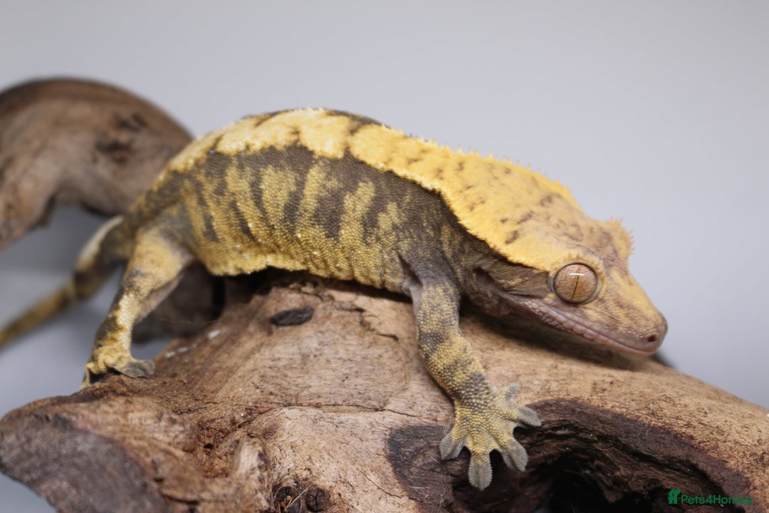 Gecko reptiles for sale: Male and female crested geckos  - Advert 20