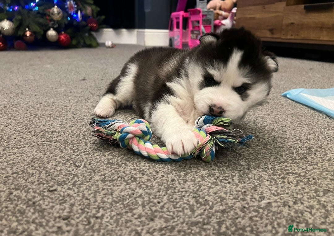 Pomsky dogs for sale: One stunning girl pomsky pup left - ready 24/12 - Advert 10