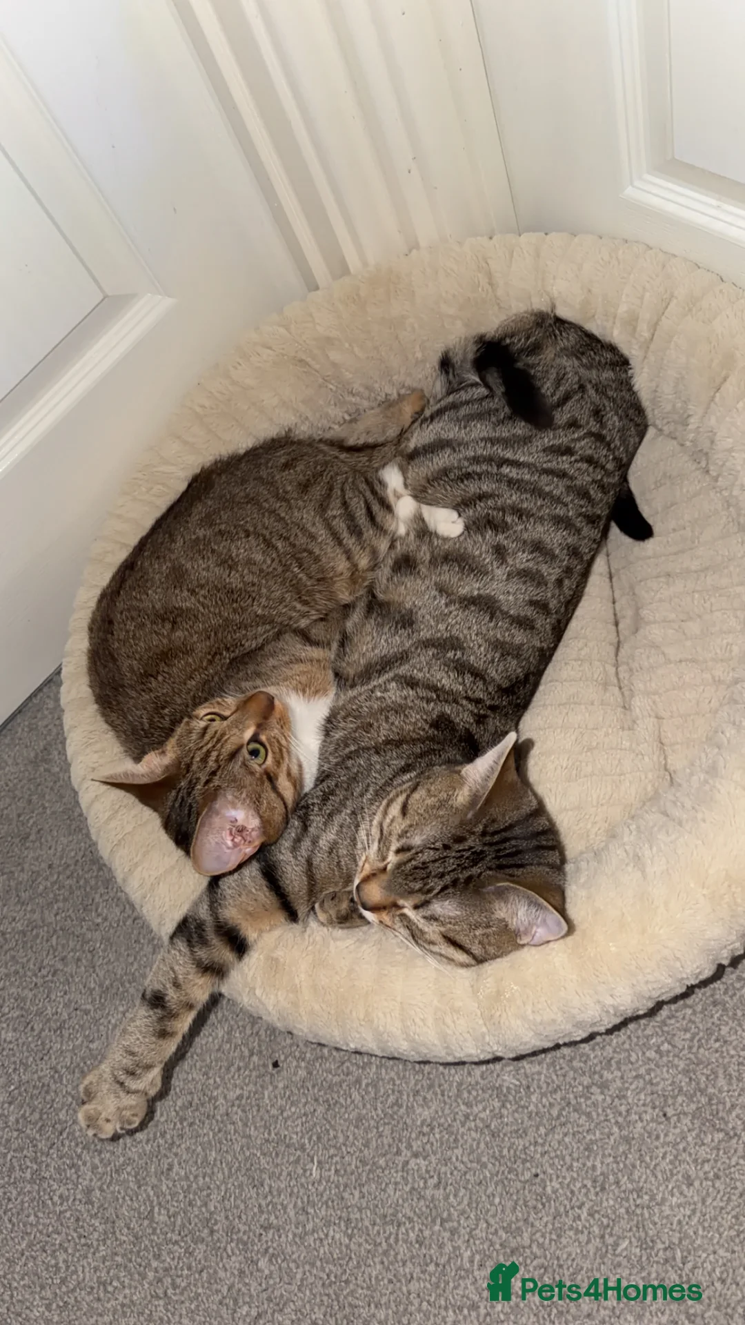 Mixed Breed cats for sale: Bengal X Tabby in Rochdale - Advert 5