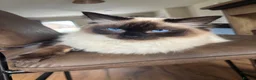 Ragdoll cats for sale: Ragdoll  in Craigavon - Advert 4