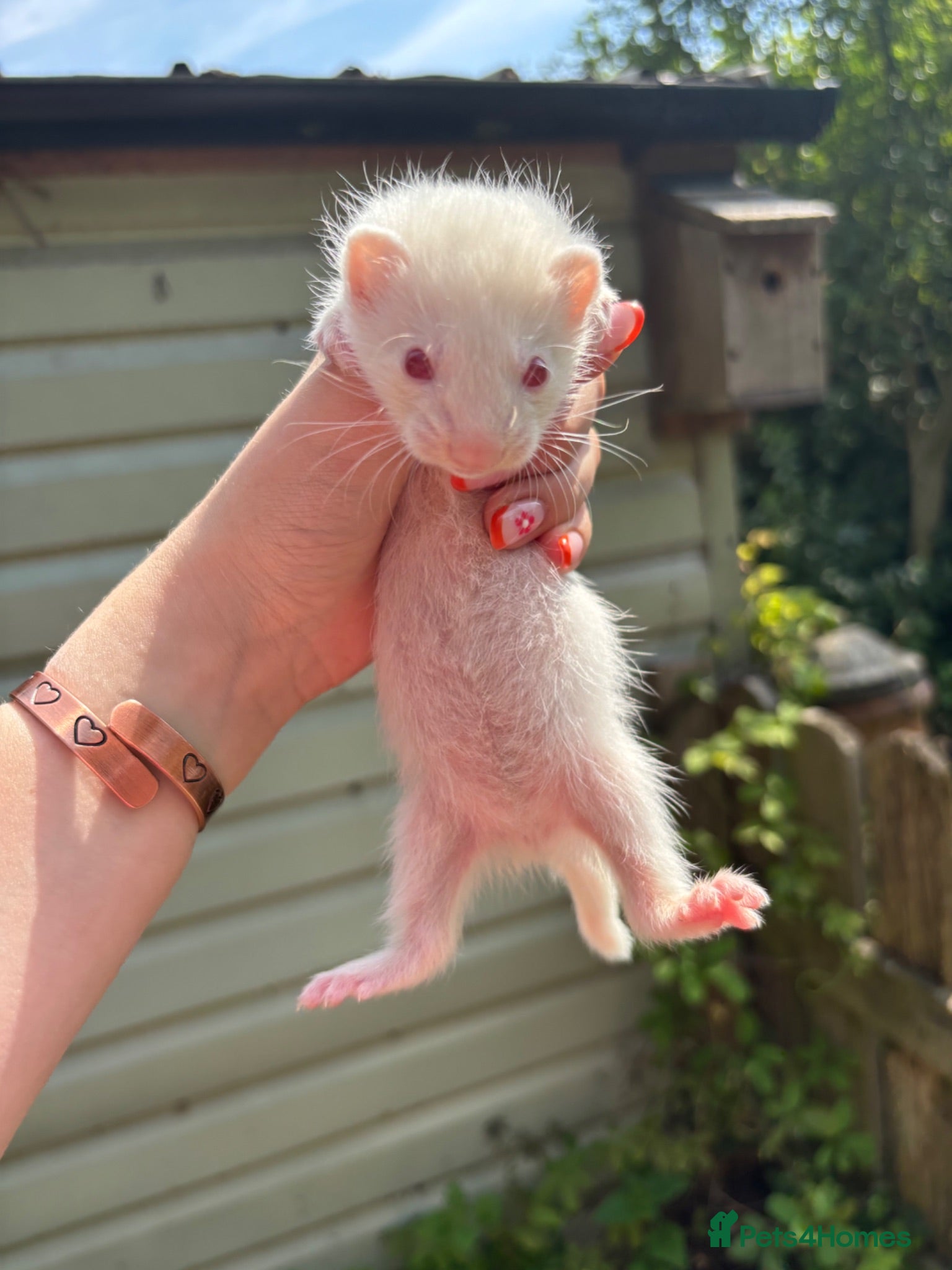Ferret rodents Albino micro jill for sale  - Advert 1