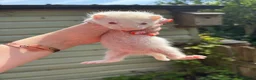Ferret rodents for sale: Albino micro jill for sale  - Advert 1