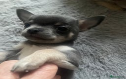 Chihuahua dogs for sale: Purebred chihuahua puppies - Image 12