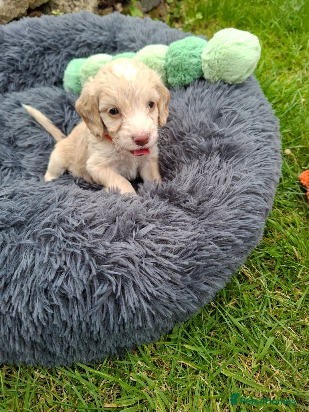 Cockapoo dogs for sale: Beautiful Cockapoo Puppies For Sale  - Image 4