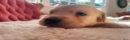 Golden Retriever dogs for sale: Beautiful Golden Retriever Puppies - Advert 11