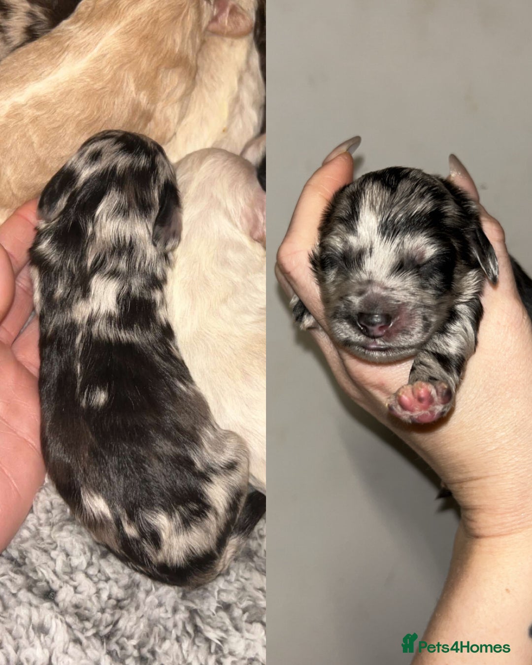 Cockapoo dogs for sale: Beautiful F2s Cockapoo puppies 🏡🐶  - Advert 10