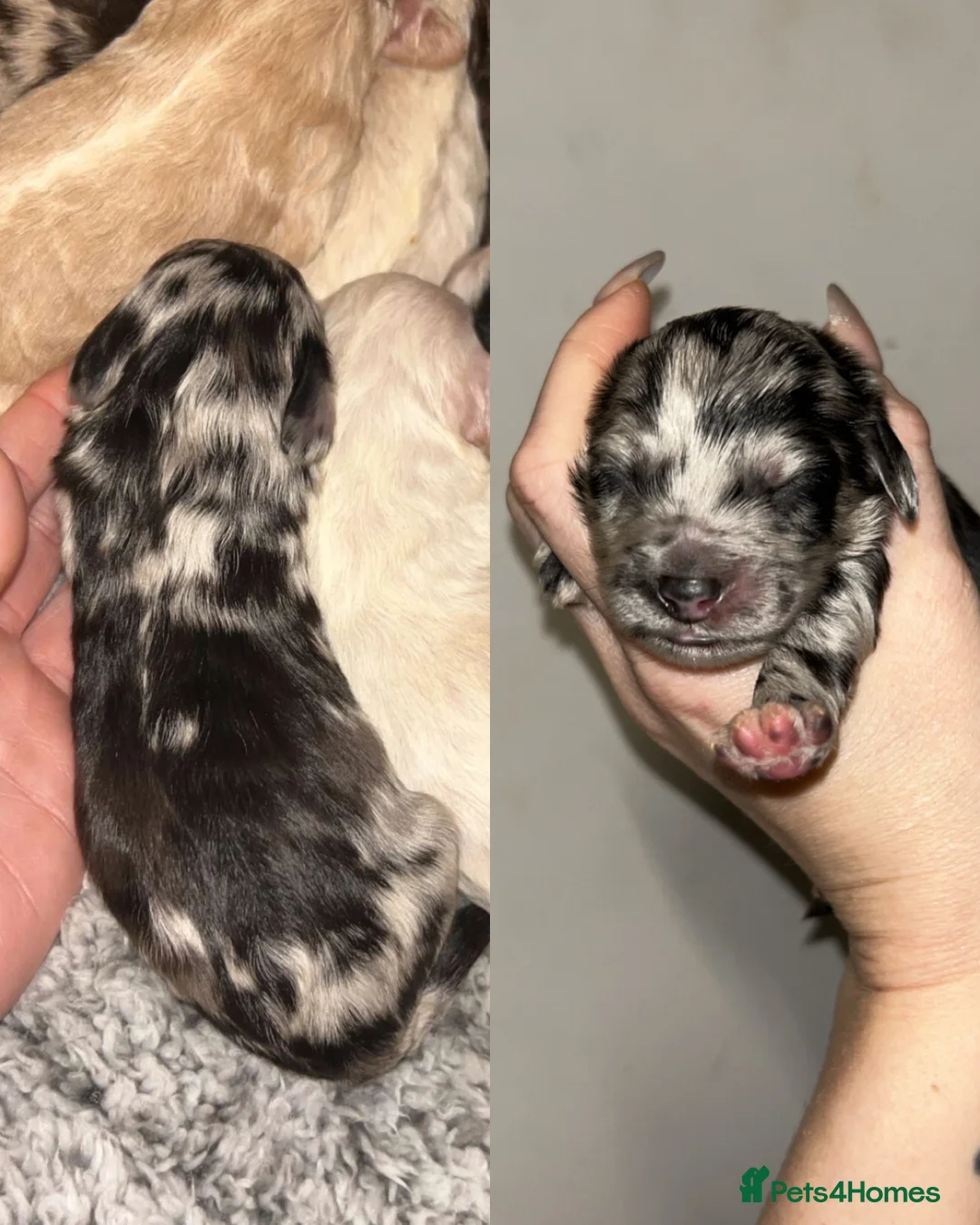 Cockapoo dogs for sale: Beautiful F2 Cockapoo puppies 🏡🐶  - Advert 27