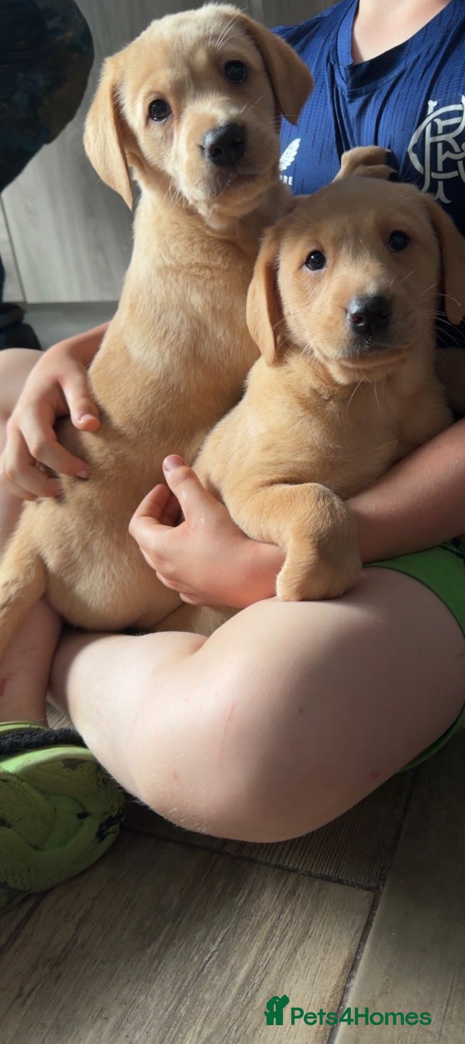 Labrador Retriever dogs Kc Reg Fox red Labradors - Advert 2