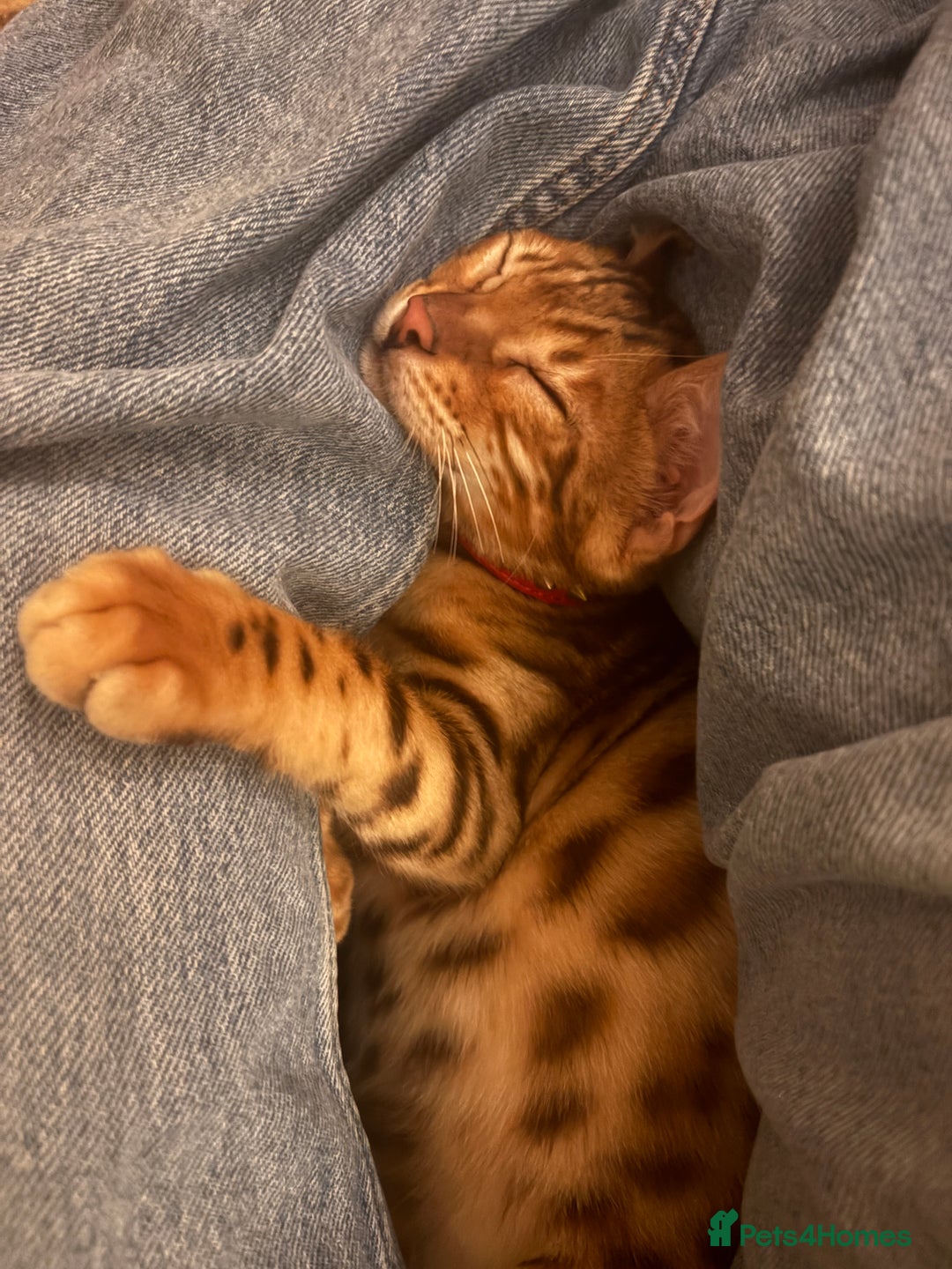 Bengal cats for sale: Beautiful bengal looking for new home - Image 7