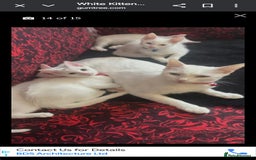 Khao Manee cats for sale: Pure white kittens male - Image 2