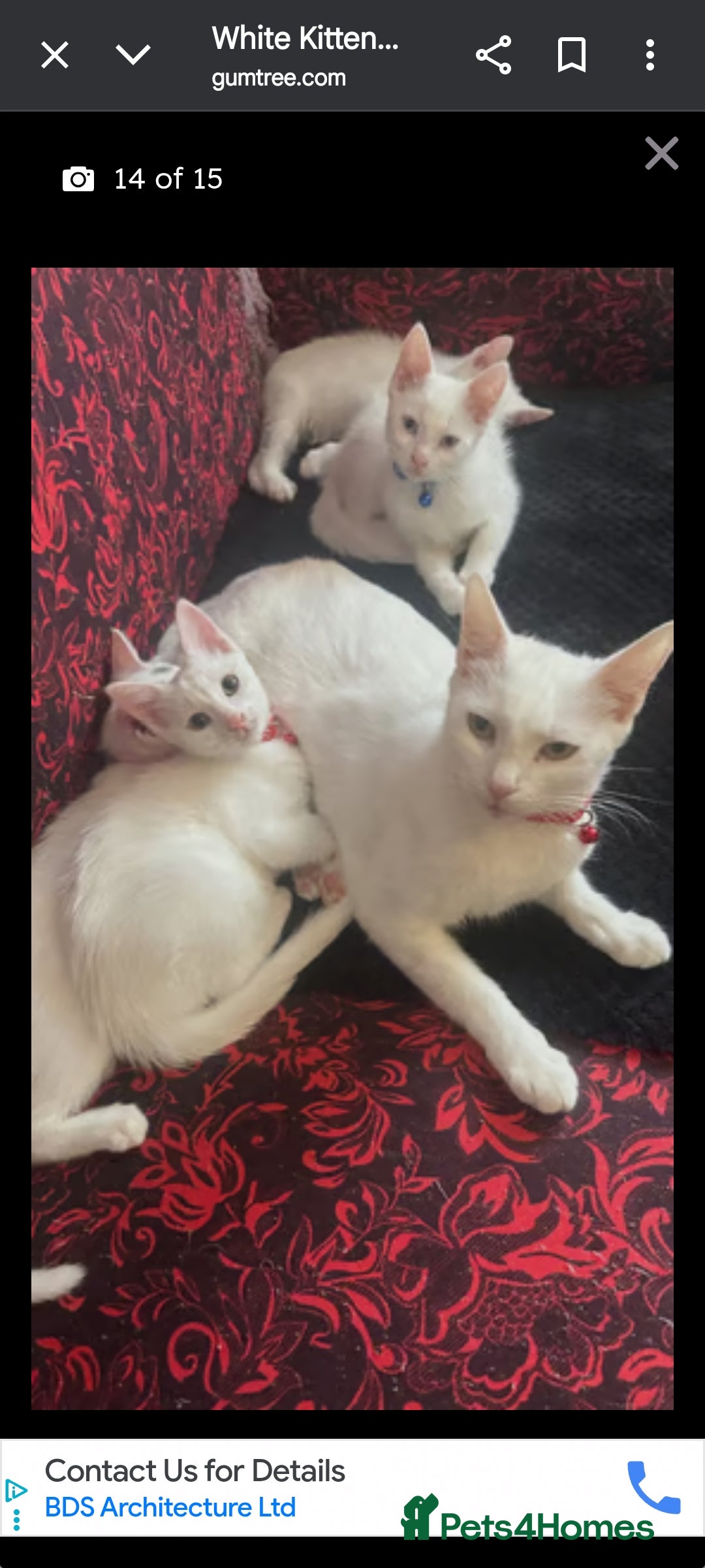Khao Manee cats for sale: Pure white kittens male - Image 2