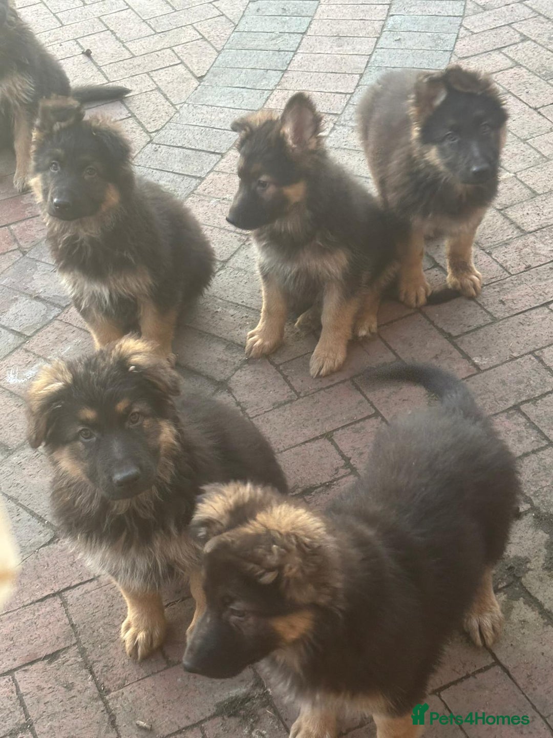 German Shepherd dogs for sale: Kc registered German Shepard pups - Advert 10