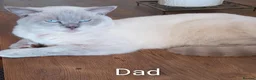 Ragdoll cats for sale: Ragdoll kittens - Advert 14
