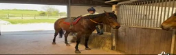 English Thoroughbred horses for sale: Louie 5 year old tb - Advert 5