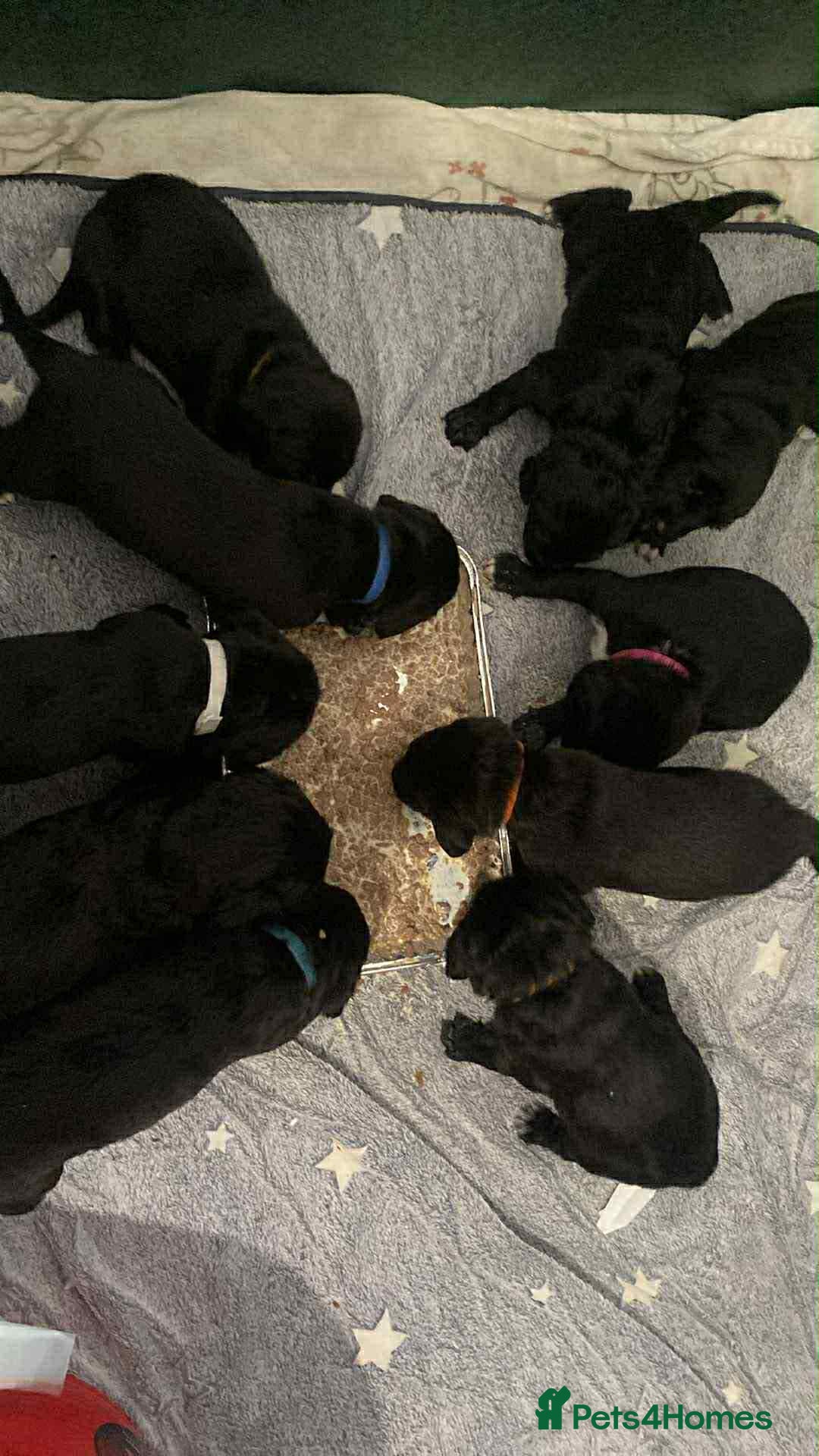 Mixed Breed dogs for sale: Springer Spaniels cross - Image 17