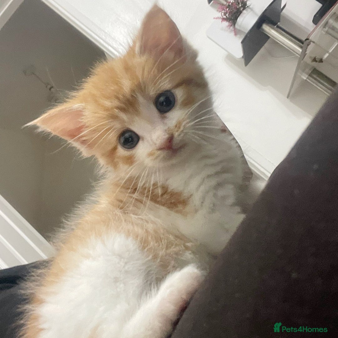 Mixed Breed cats for sale: RARE FEMALE KITTEN *AVAILABLE* - Image 9