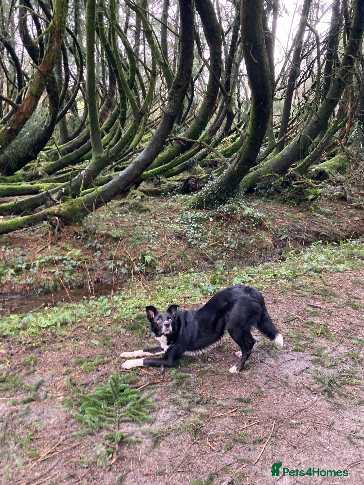 Border Collie dogs Maggie - 5 year old BC looking for the right home  - Advert 2