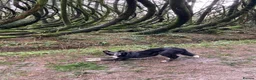 Border Collie dogs for sale: Maggie - 5 year old BC looking for the right home  - Advert 2