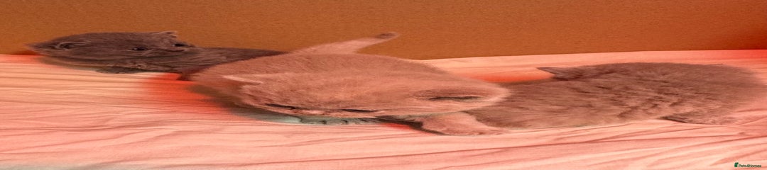 British Shorthair Kitten 3