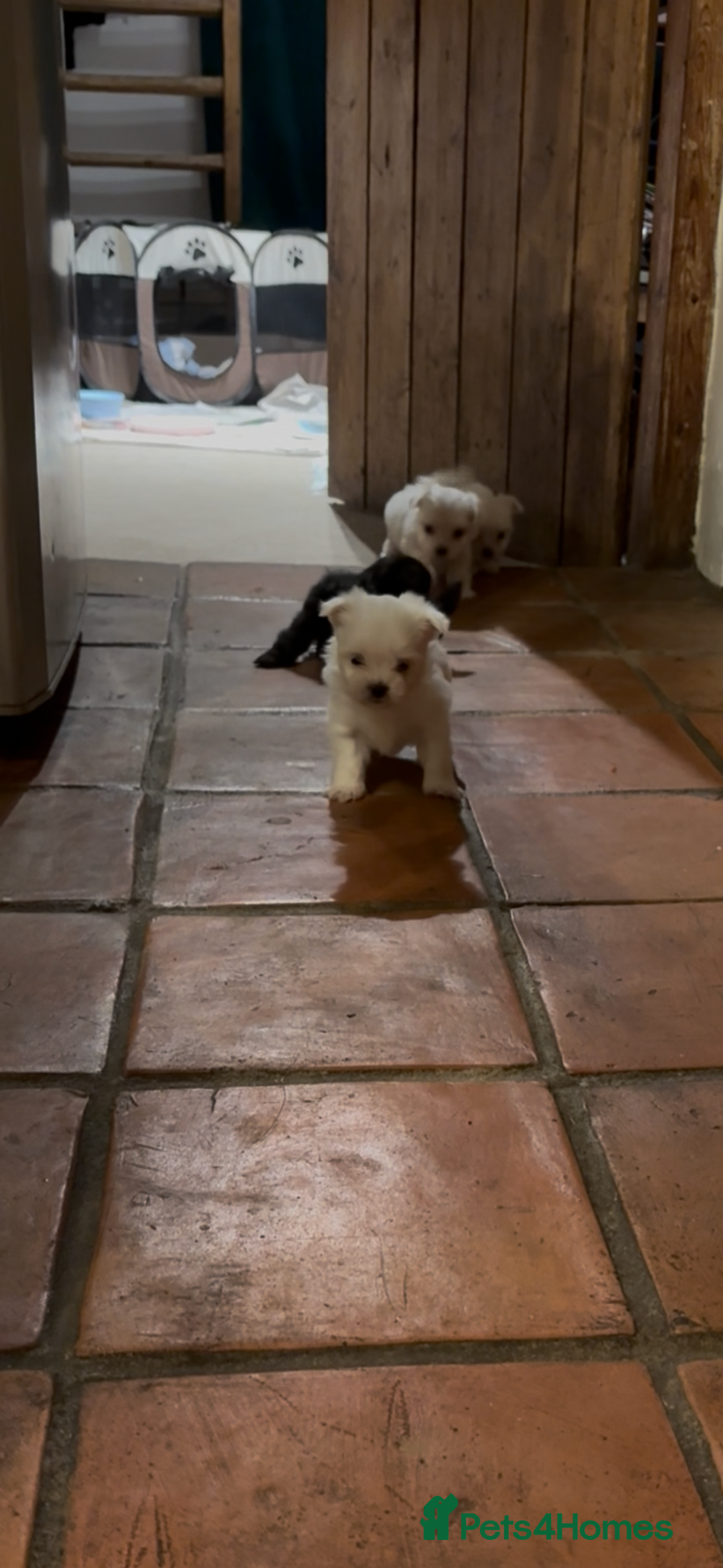 Morkie dogs for sale: Beautiful fluffy maltese - Advert 11