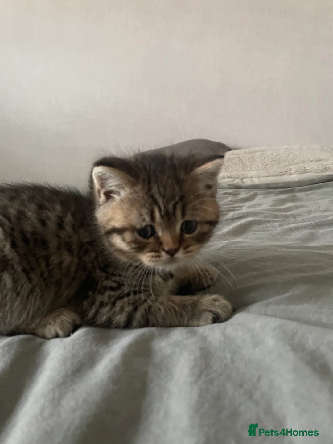 British Shorthair cats for sale: Classic spotted tabby boy Cinnamon carrier - Advert 8