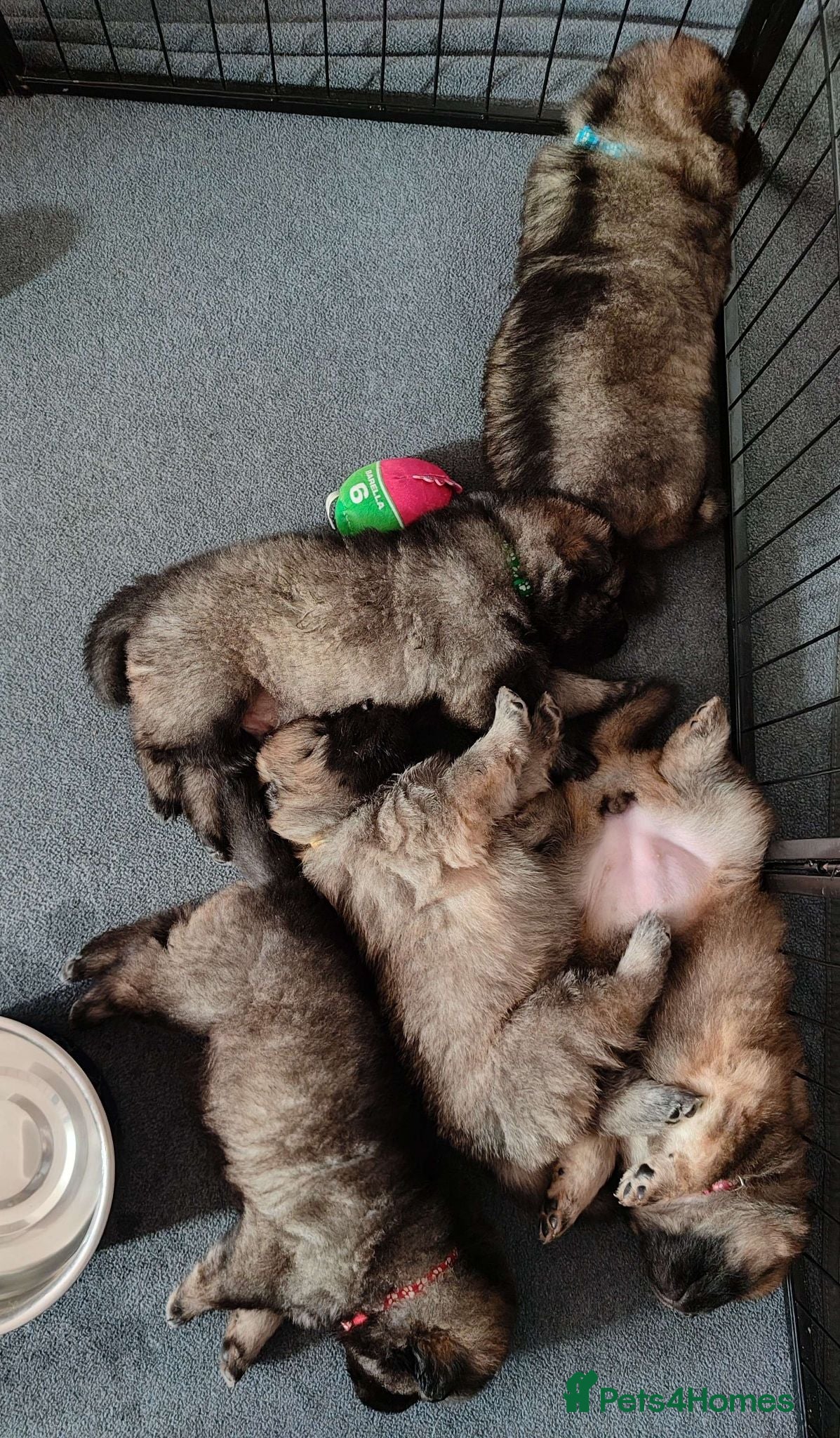 Eurasier dogs Eurasier Puppies - Kennel Club Registered - Advert 3