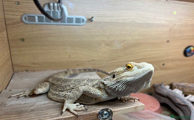 Bearded Dragon reptiles - Advert 2