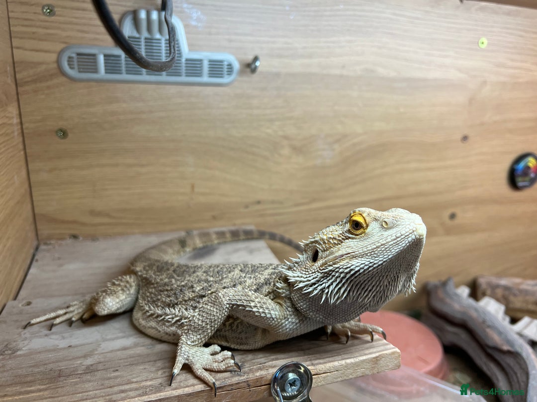 Bearded Dragon reptiles for sale: Beared dragon - Image 1