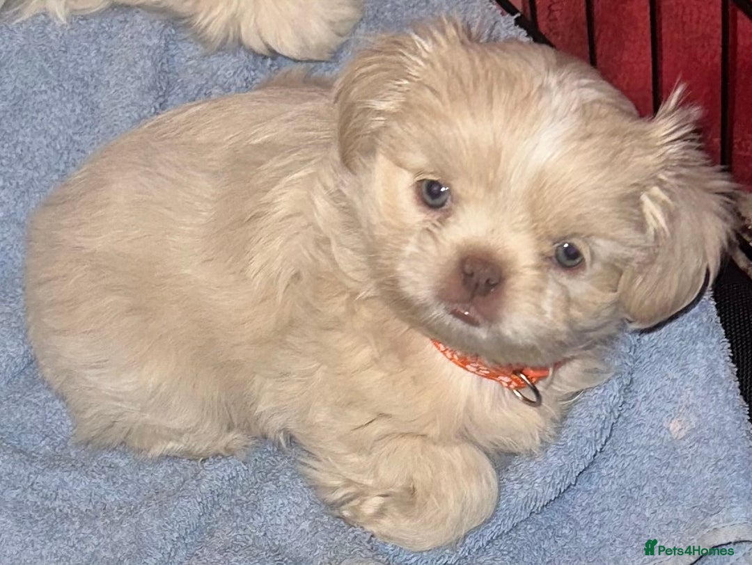 Shih Tzu dogs for sale: Lavender White Imperial Shih Tzu Puppies - Image 27