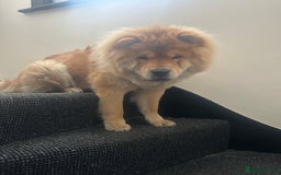 Chow Chow dogs for sale: Chow chow for sale  - Image 2