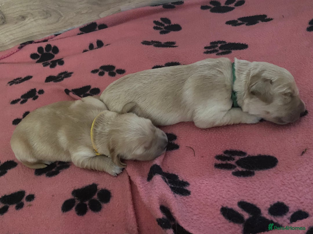 Golden Retriever dogs for sale: 🐾Sweet Golden Retriever Puppies-5 generation KC🐾 - Image 23
