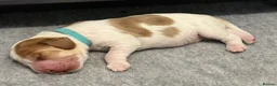 Cocker Spaniel dogs for sale: Adorable Kennel Club Reg. Show Cocker Spaniel Pups - Advert 19