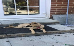 Mixed Breed dogs for sale: Whippet dear hound collie  - Image 3