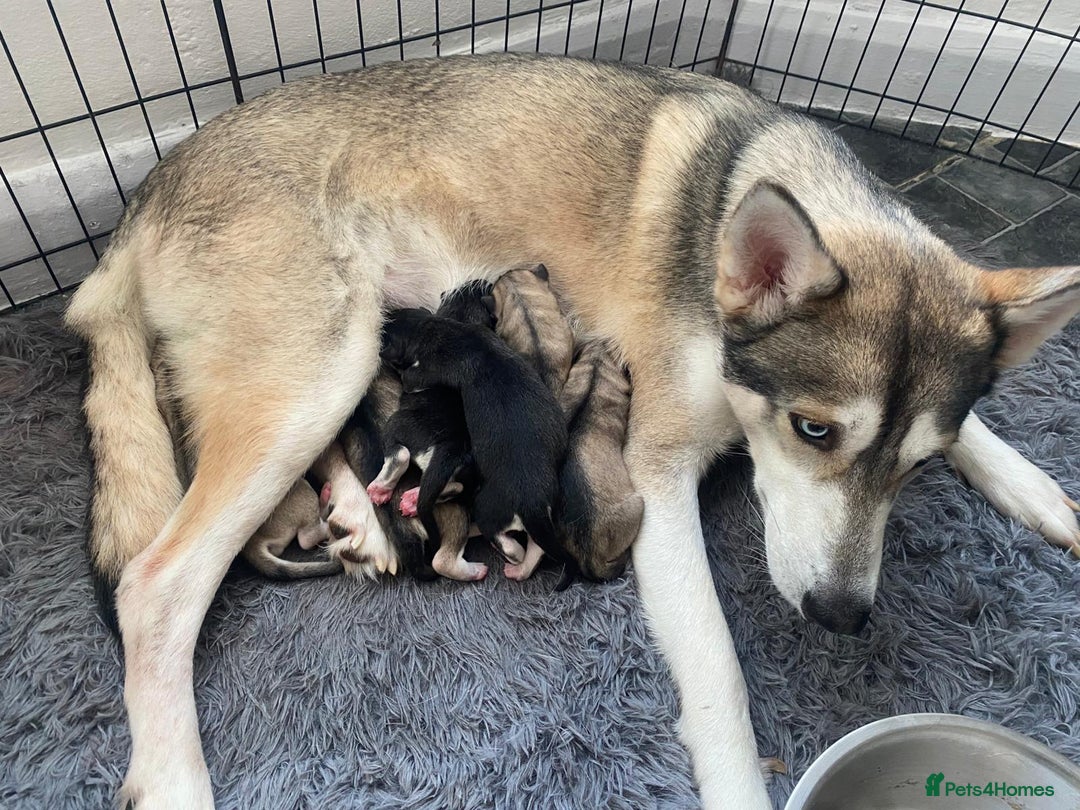 Siberian Husky dogs for sale: 6 hand reared husky babies  - Image 4