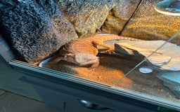 Bearded Dragon reptiles for sale: 1 Year old Bearded Dragon with full set up  - Image 2