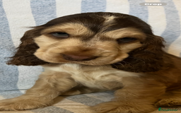 Cocker Spaniel dogs for sale: ADORABLE KC REG SHOW TYPE COCKER SPANIEL PUPPIES - Image 18
