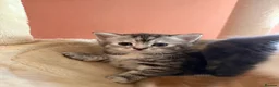 Mixed Breed cats for sale: Lovely kittens - Advert 9