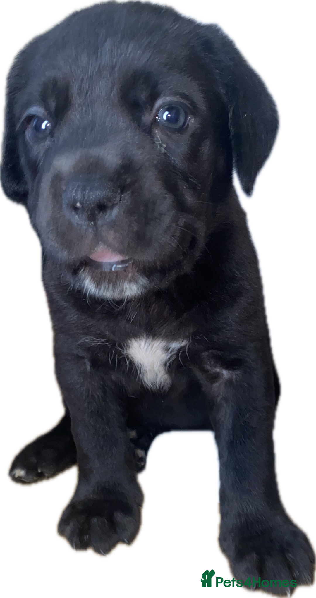 Mixed Breed dogs for sale: LAST FEMALE MISSY Cane Corso X Neapolitan Mastiffs in London - Image 28