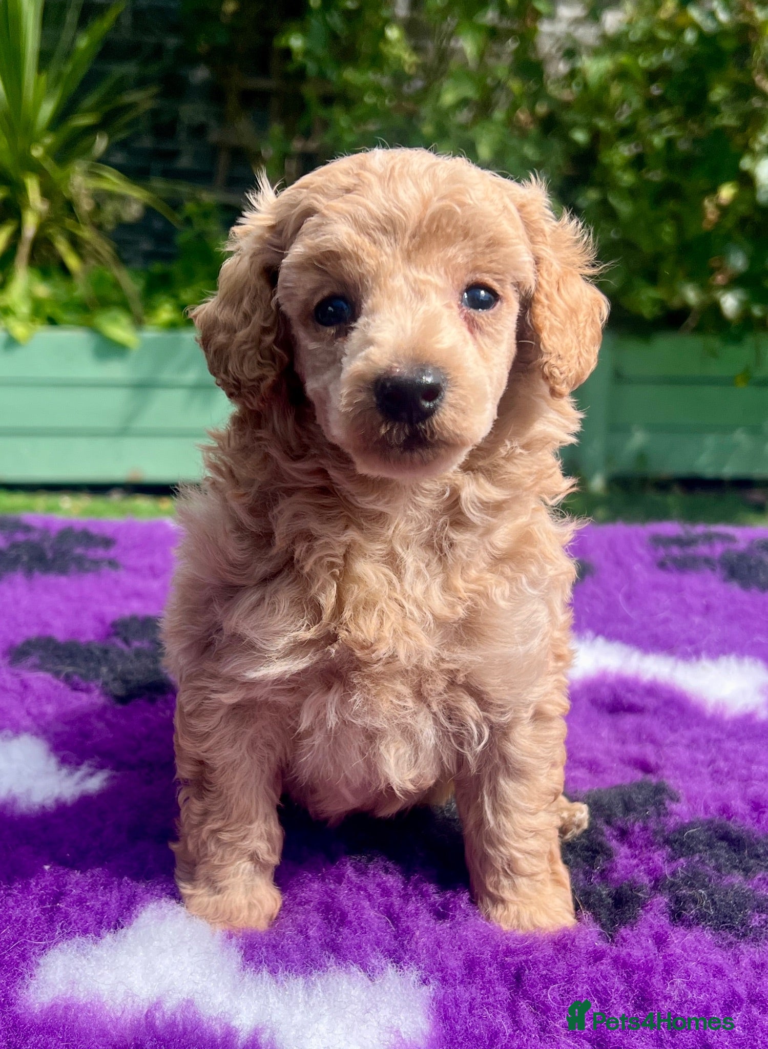 Toy Poodle dogs KC reg toy Poodles - Advert 1