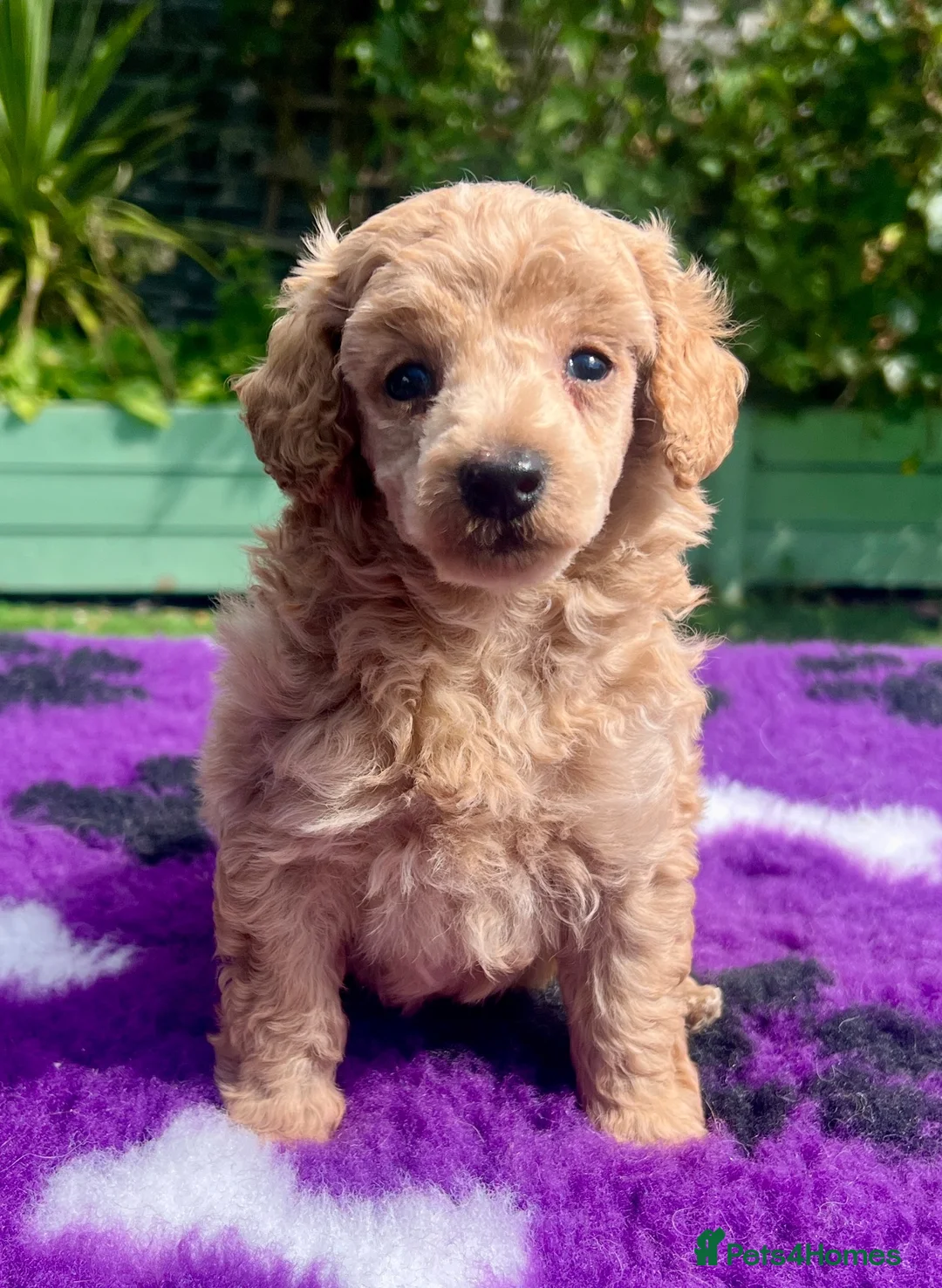 Toy Poodle dogs for sale: KC reg toy Poodles - Advert 1